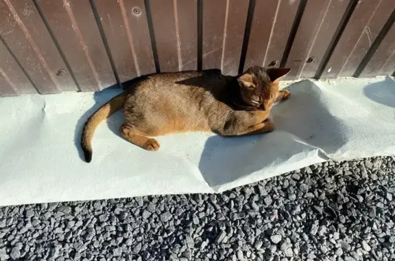 Пропала абиссинская кошка, Восток, НО