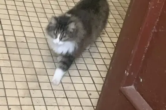 Найдена кошка, ул. Тельмана, 40, СПб