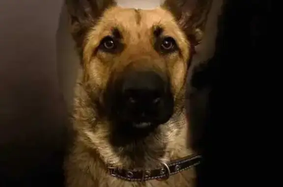 Найдена собака на ул. Неделина, 16, Липецк