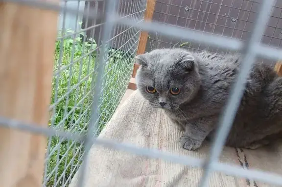 Кошка найдена: Арсенальная ул., Тула