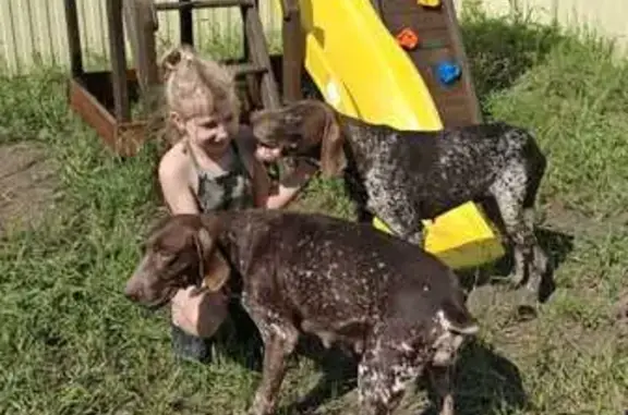 Найдена собака, Копанской, фото: Найдены курцхаары, ул. Победы, 31