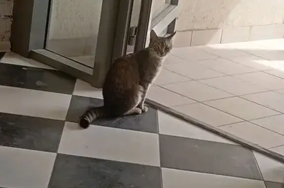 Найдена кошка, , фото: Кошка найдена на ул. Постникова, 12