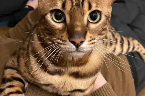 Кошки потеряшки, Бийск, фото: Потеряшка кошка, Садовая 174, Бийск