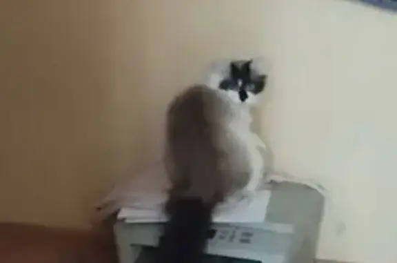 Кошки потеряшки, Солнечногорск, фото: Потеряшка кошка, ул. Дзержинского, 20