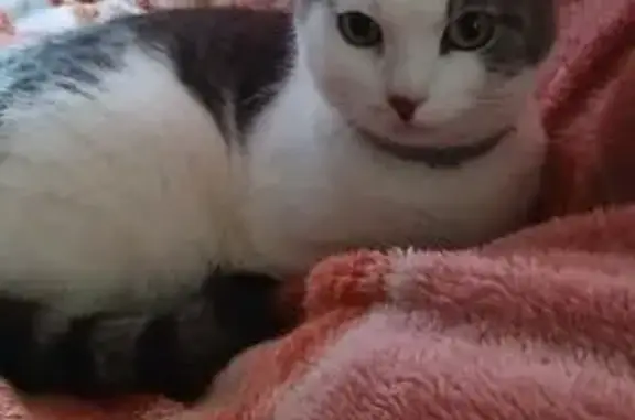 Найдена кошка, Подпорожье, фото: Кошка найдена: пр. Ленина, Подпорожье