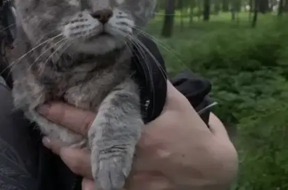 Кошка найдена на аллее Отдыха, СПб