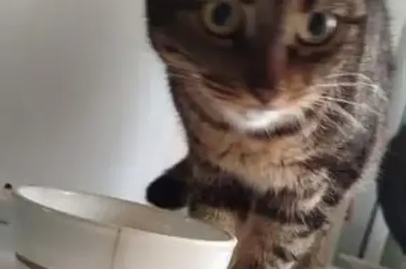 Кошка найдена, ул. 50 лет ВЛКСМ, 33