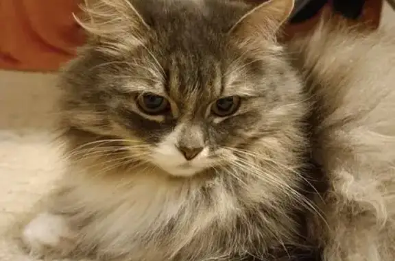 Кошки потеряшки, Колпино, фото: Потеряшка кошка, Ижорского Батальона, 8