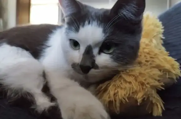Пропала кошка, Придорожная ул., Нижний Ольшанец