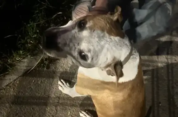 Найдена собака в Севастополе, Мальчик