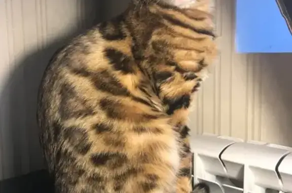 Кошки потеряшки, Катковы, фото: Потеряшка бенгальская кошка, Екатерининская 18А