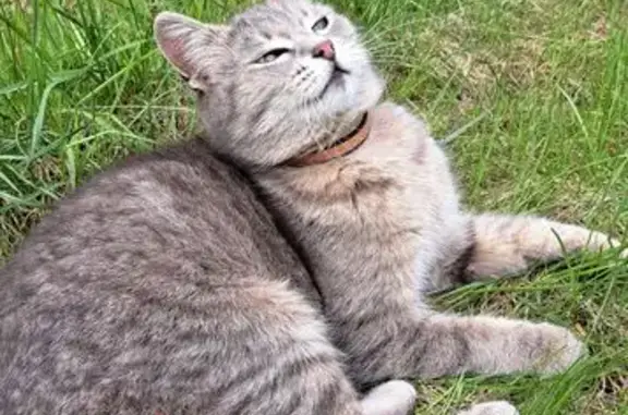 Пропала кошка