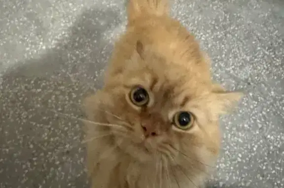 Найдена рыжая кошка, Пархоменко 24, Нск