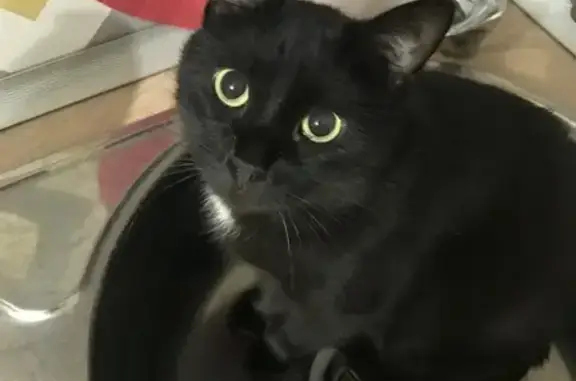 Кошки потеряшки, Москва, фото: Потеряшка кот Кекс, Дорожная ул. 7 к1, Москва