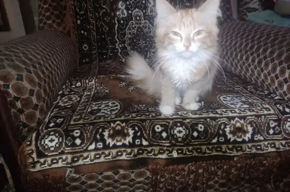 Пропала кошка Пушок, Школьная 7, Демянск