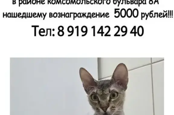 Кошки потеряшки, Нижневартовск, фото: Потеряшка кошка, Комсомольский бул., 8А