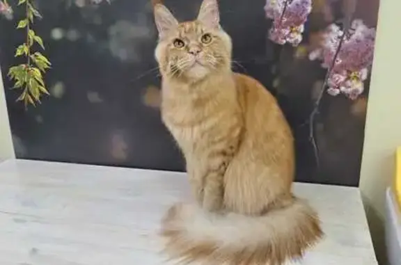 Кошки потеряшки, Дубна, фото: Потеряшка кошка, Центральная ул. 20, Дубна