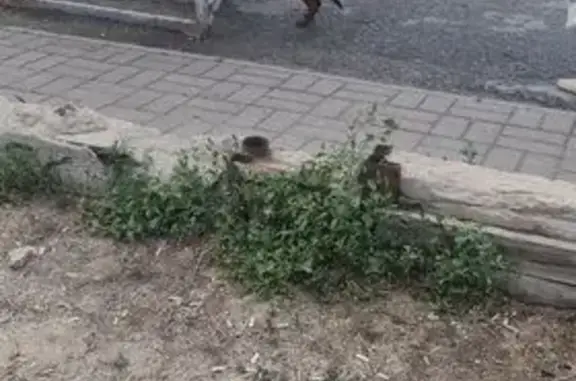 Собака найдена: Колосовая ул., Волгоград