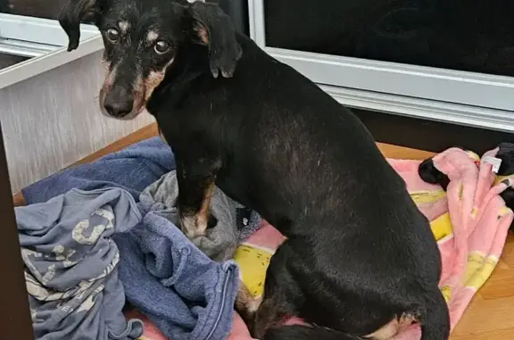 Найдена такса, Южная улица, Калининград