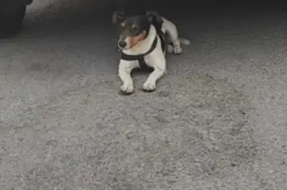 Собака найдена: ул. Матросова 35, Ростов-на-Дону