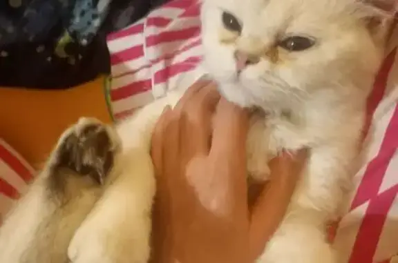 Объявления о пропавших и найденных животных, Новосибирск, фото: Пропала кошка, Светлановская 18, НСК