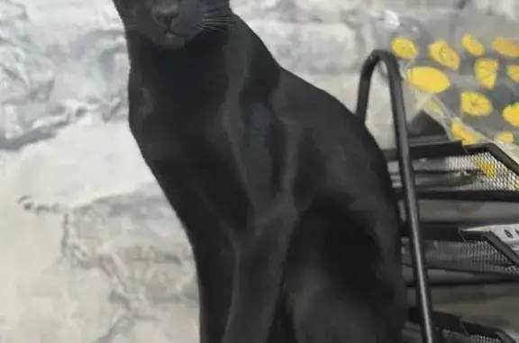 Кошки потеряшки, Волгодонск, фото: Потеряшка кошка, пер. Матросова 25, Волгодонск