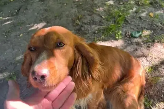 Спаниель найдена на Садовой 1, Краснодар