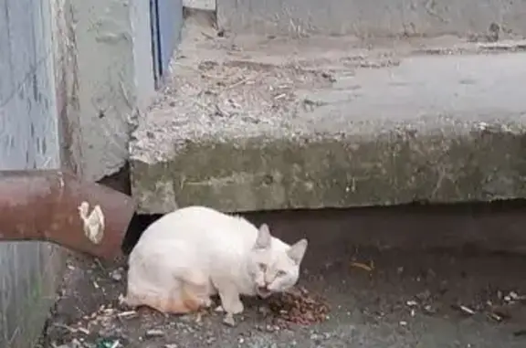 Найдена кошка, Коломна, фото: Кошка найдена на ул. Окт. Революции, 338