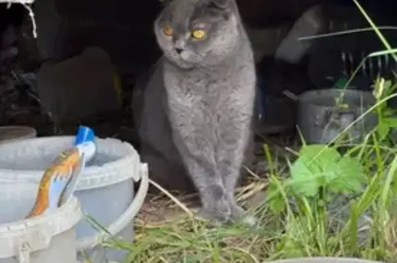 Кошка найдена: Центр. ул., Вишняково