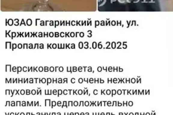 Пропала кошка, Кржижановского 3, Москва