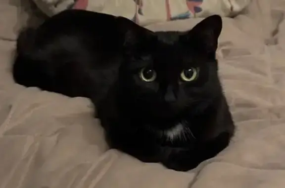 Пропала черная кошка, ул. 8 Марта, 13