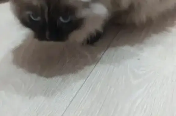 Найдена кошка, ул. Домостроителей, 41