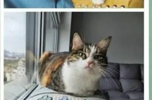 Пропала кошка, МО, Многоцветная