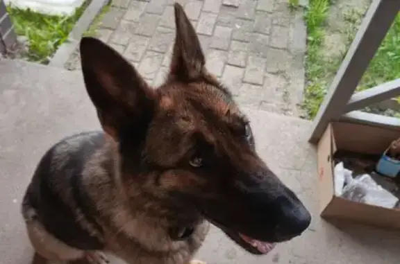 Собака найдена в Вологодской области