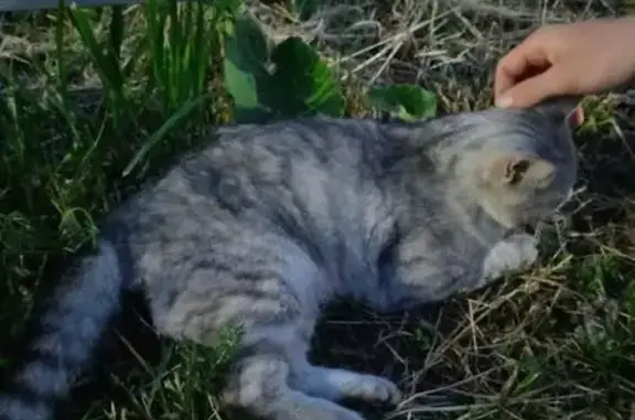 Найдена кошка, , фото: Кошка найдена, ул. Рощина, Киржач