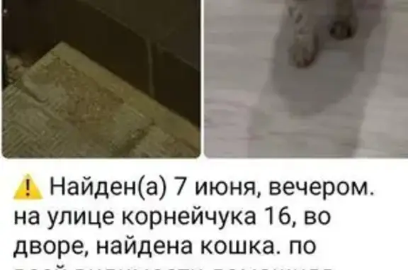 Найдена серая кошка, Корнейчука 16, Москва