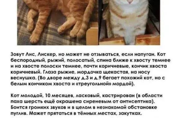 Пропал котик, ул. Багрицкого, 3 к1, Москва