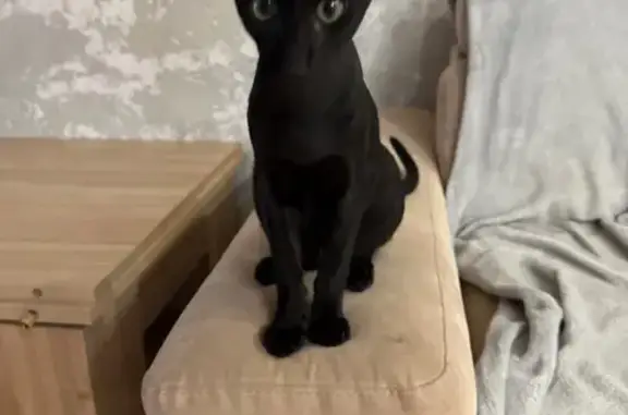 Кошки потеряшки, Саратов, фото: Потеряшка кошка, Навашина 20, Саратов