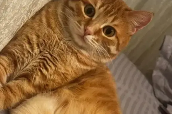 Кошки потеряшки, Орск, фото: Потеряшка кошка, Орск, Крайняя 42