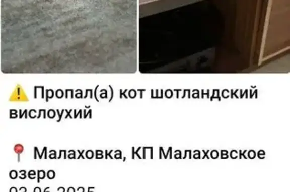 Пропала кошка, 103 Малаховка
