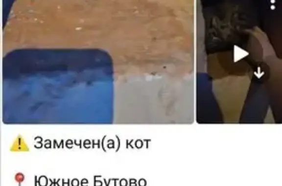 Кошка найдена: б-р Ушакова, 5, Москва