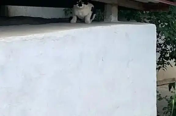 Найдена кошка, Волгоград, фото: Найден кот, ул. Мичурина, 20, Волгоград