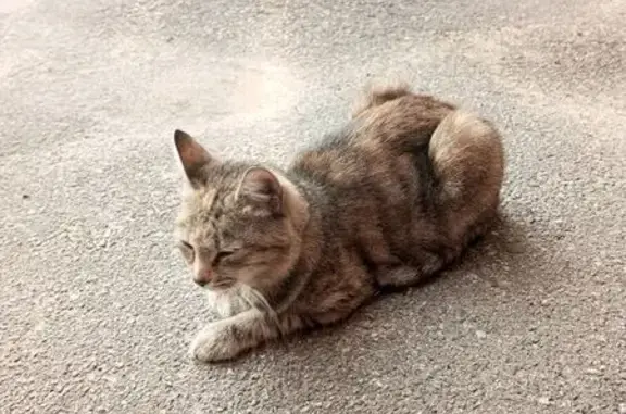 Найдена кошка, Санкт-Петербург, фото: Кошка найдена: Хасанская ул., СПб