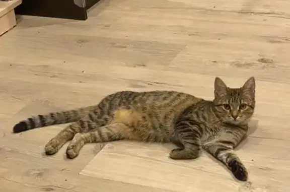 Пропала кошка, ул. Ивановского, 3, Томск