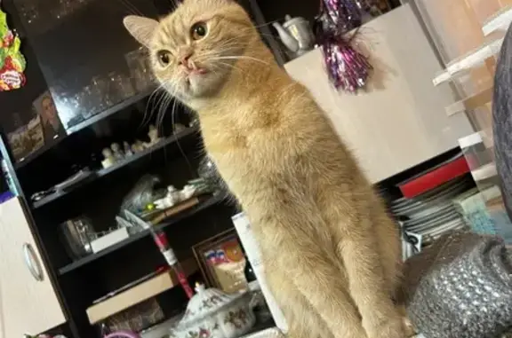 Пропала кошка Алекс, ул. Кошевого, 6А