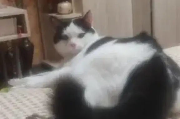 Объявления о пропавших и найденных животных, Миловский сельсовет, фото: Пропала кошка, Черёмуховая 25