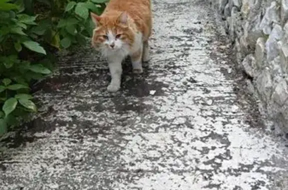 Кошка найдена на Начдива Онуфриева, 38А
