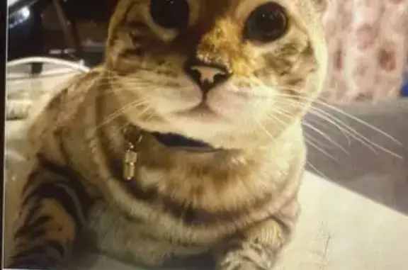 Кошки потеряшки, Балашиха, фото: Потеряшка бенгальская кошка, Светлая 26