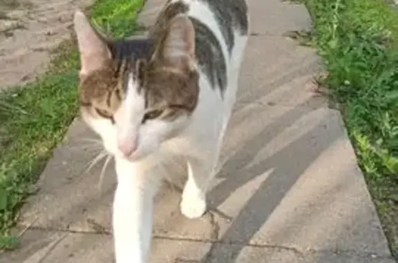 Найдена кошка, пр. 9-й Пятилетки, 30