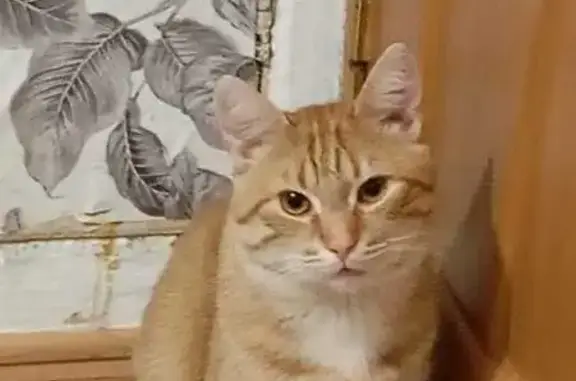 Пропала кошка, ул. Костюшко 36, СПб